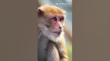 Discover the strangest monkey: the bald uakari#animallife #Wildlife #monkey #nature