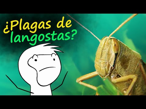 Video: Plagas de jardín de s altamontes - Cómo deshacerse de los insectos de s altamontes