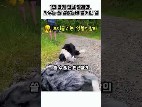 1년만에 만난 보더콜리형제의 반응 thumbnail