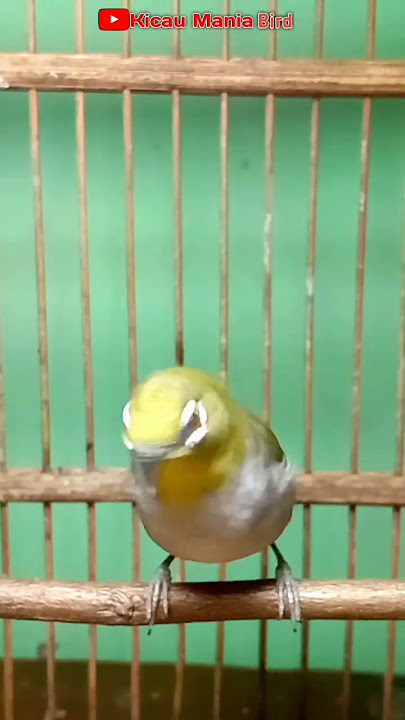 pleci buxtomi ngriwik ngeplong bergoyang