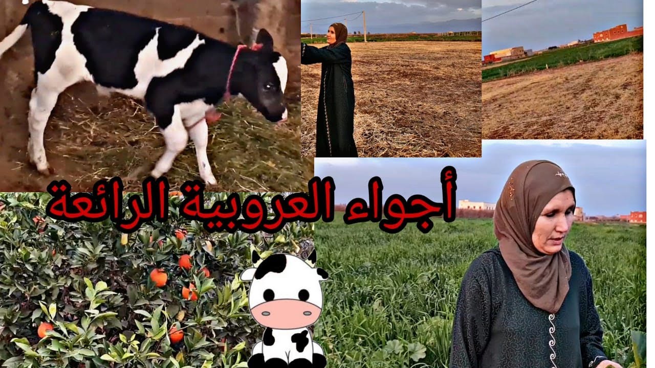 أجواء العروبية .. 🌳🌾🪴ولاد يوسف بني ملال 🐄