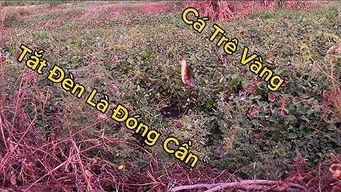 Câu CÁ RÔ ĐỒNG Và CÁ TRÊ VÀNG / Chuyến Câu Ở Vĩnh Hưng - Hưng Điền A @Caucalongan62
