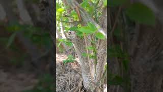 Euonymus Scale