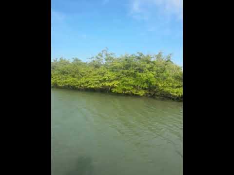I visited this private island in Brazil 🇧🇷🏝️⛵️🌴🏊🏼‍♂️🌊🐳