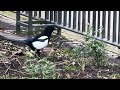 Magpie