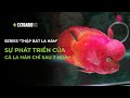 CÁ CHUYỆN | SERIES "THẬP BÁT LA HÁN"| SỰ PHÁT TRIỂN TUYỆT VỜI CỦA CÁ LA HÁN CHỈ SAU 7 NGÀY
