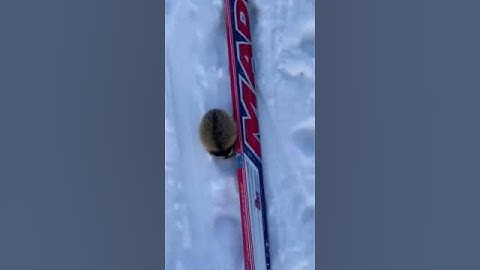 Ferocious Norwegian lemming attacks skiers.