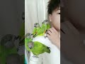 我的小弟們 #parrotvideo #寵物鳥 #parrot #鸚鵡飼養 #鸚鵡