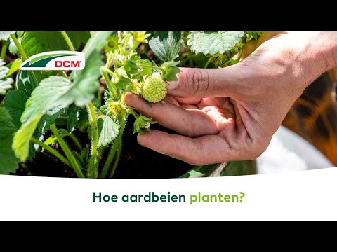 In deze video tonen we, hoe je in 6 eenvoudige stappen aardbeien plant:STAP 1: Gebruik een ruime pot (diameter 30 cm – inhoud 8 à 10 L) STAP 2: Bedek de bode...