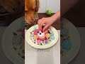+Today I'm having a colorful mousse feast! ~ An immersive food-eating broadcast~ #DogEating