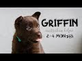 🔥GRIFFIN  ~ AUSTRALIAN KELPIE ~ 2-4 months🔥 の動画、YouTube動画。