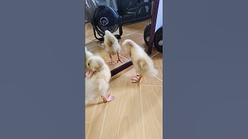 How to Pick Up a Baby Duck #cute #ducklings #shorts #duck #pets
