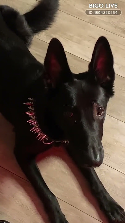 BIGO LIVE - Doggy,is there any trick you can't learn !?😲