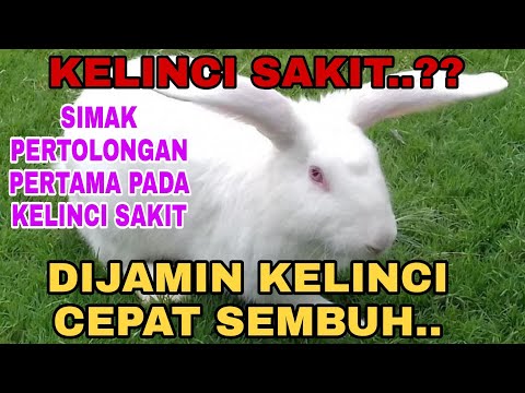 Tips pertolongan pertama pada kelinci sakit - Wajib dilakukan segera