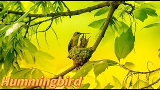 Hummingbird Documentary / Hummingbird Nesting / How to attract  Hummingbirds / Nature