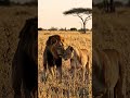 March 30, 2026 lion meetup #shorts#youtubeshorts#animals#cuteanimals#animalvideo#pets#wildli #animal