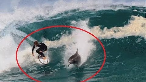 The Amazing Moment a Cheeky Dolphin Drops in on Australian Soli Bailey’s Wave to Show