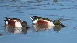 Download Lagu Northern Shoveler - good use  of bill MP3