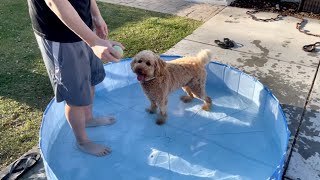 My Dog Gets Mad at the Pool // Puppy&#39;s First Time Swimming // f1b Goldendoodle