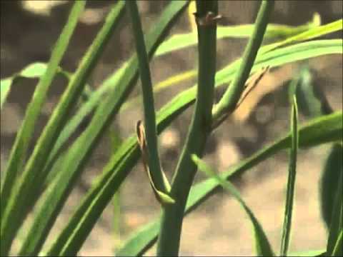 Video: Päevaliiliad - Kasvatamine, Hooldamine Ja Paljunemine