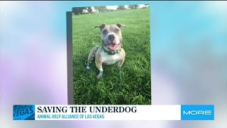 Local non-profit helps pet owners in need
