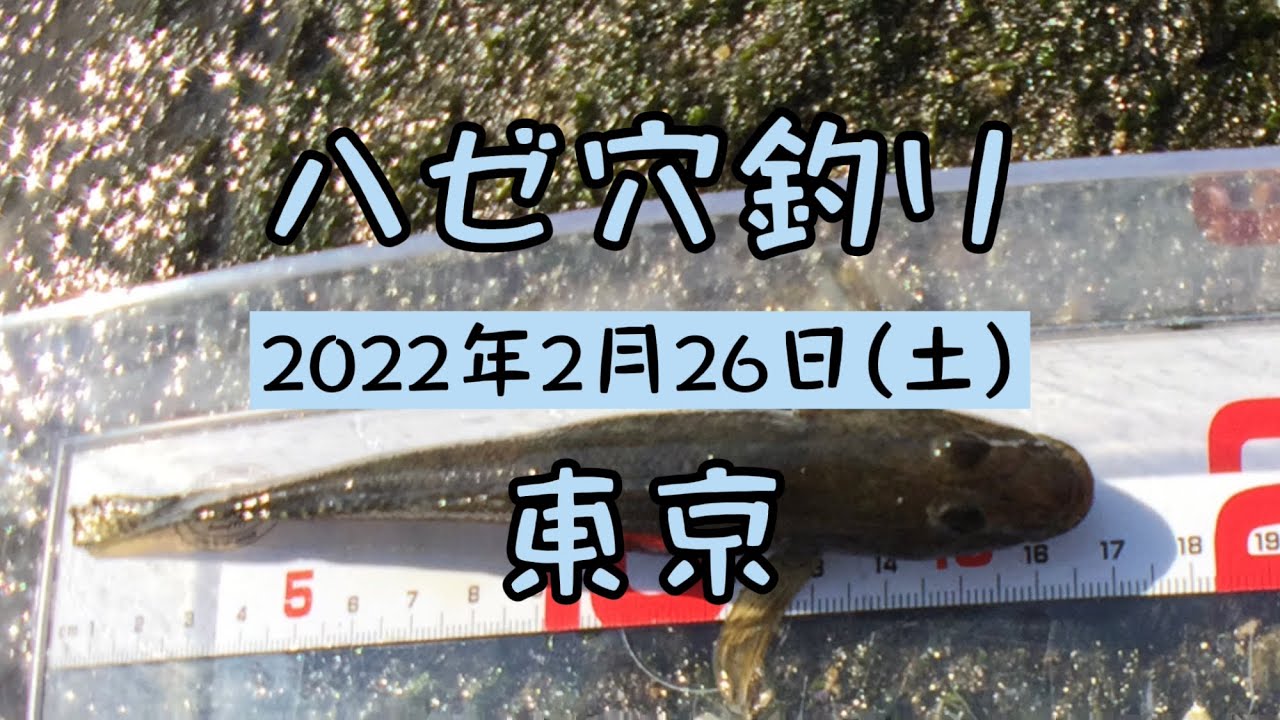 ハゼ穴釣り2022年2月26日 (土) 東京 - YouTube