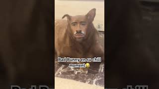 Bad Bunny In My House! #badbunny#filter#dog#song#sing#cancion#funny#viral#chiste
