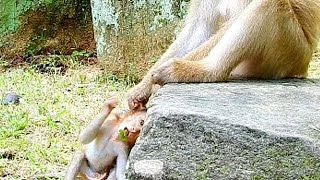 So pity baby Rex! Mom Rose pull the ear, Rex hits head on rock! Why Rose do like this on baby Rex