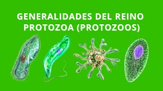 Generalidades del Reino Protozoa (Protozoos); en menos de 2 minutos