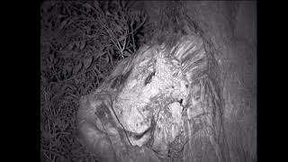 Bats emerging from a tree roost.
