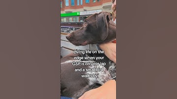 These dogs live life in the fast lane #gsp #germanshorthairedpointer #birddog #huntingdog #funnydog