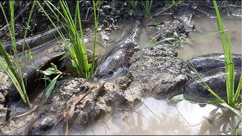 Đi bắt cá lóc, cá rô ở quê mùa này quá đã | catch snakehead fish, perch in the field