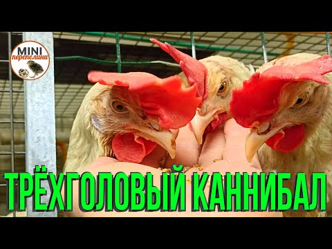 Каннибализм у кур. Причины возникновения и способ борьбы.