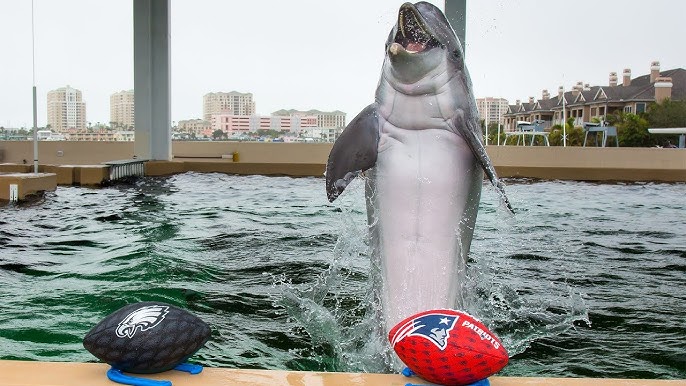 Nicholas the dolphin predicts Chiefs will win Super Bowl in Tampa