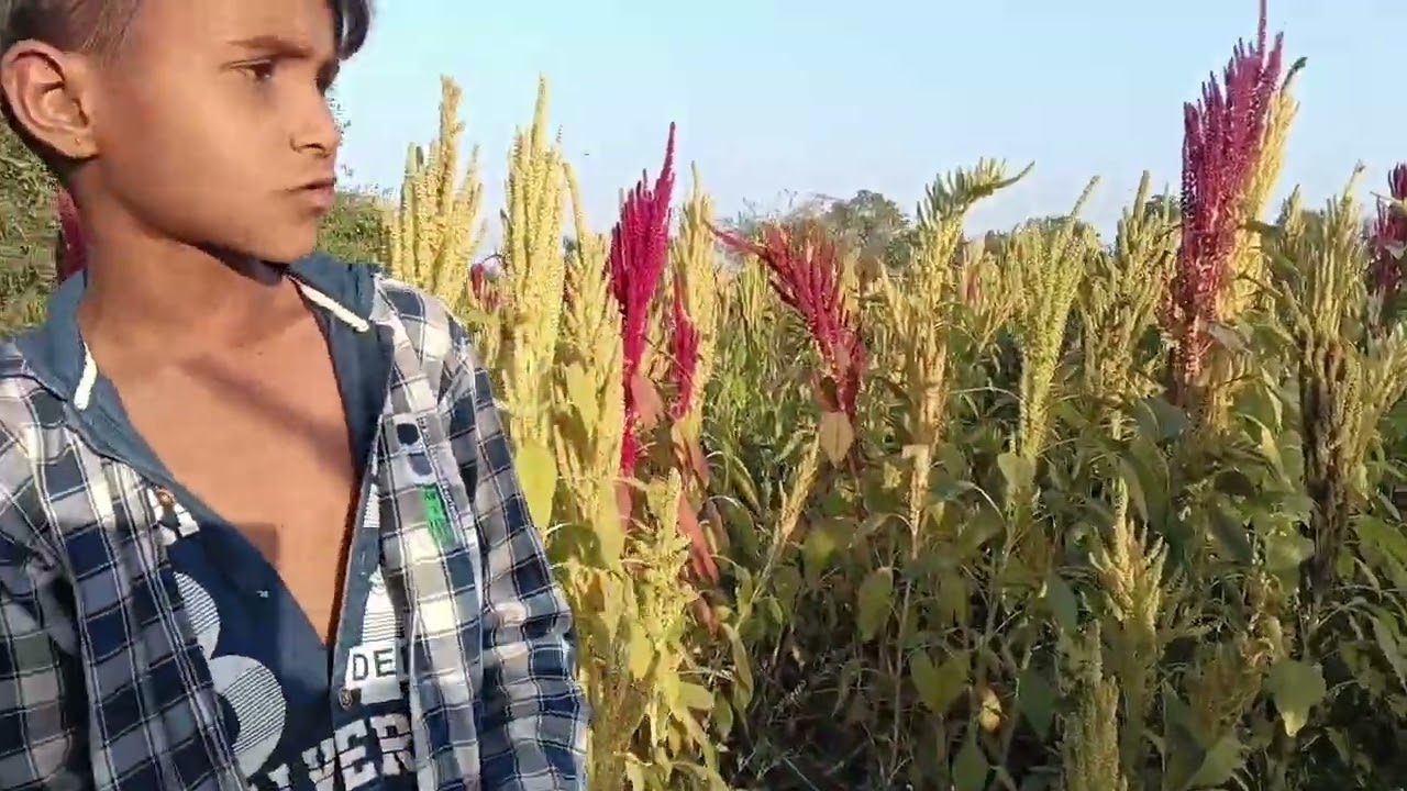 ઝાડકા  મશીગ નો કરંટ //may banasakatha//comedy vedio 