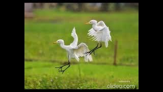 IDA FARIDA   -   KASIH SAYANG IBU