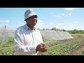 Letuce farming episode 29  farmers voice