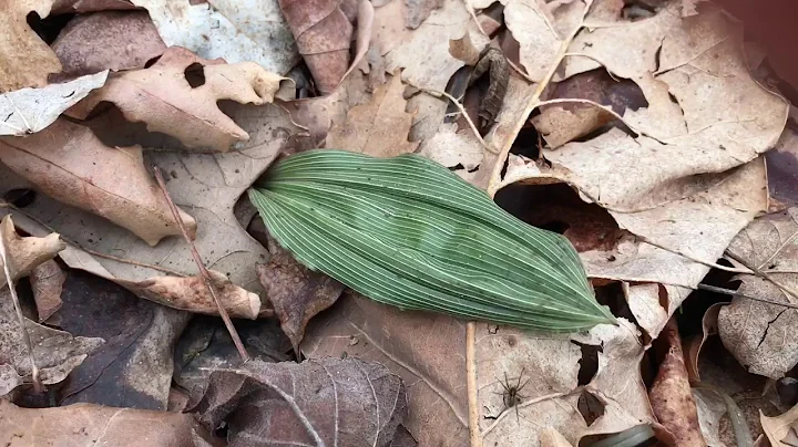 Exploring Eidson Woods Preserve