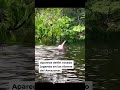 Captan delfín rosado jugando en el Amazonas
