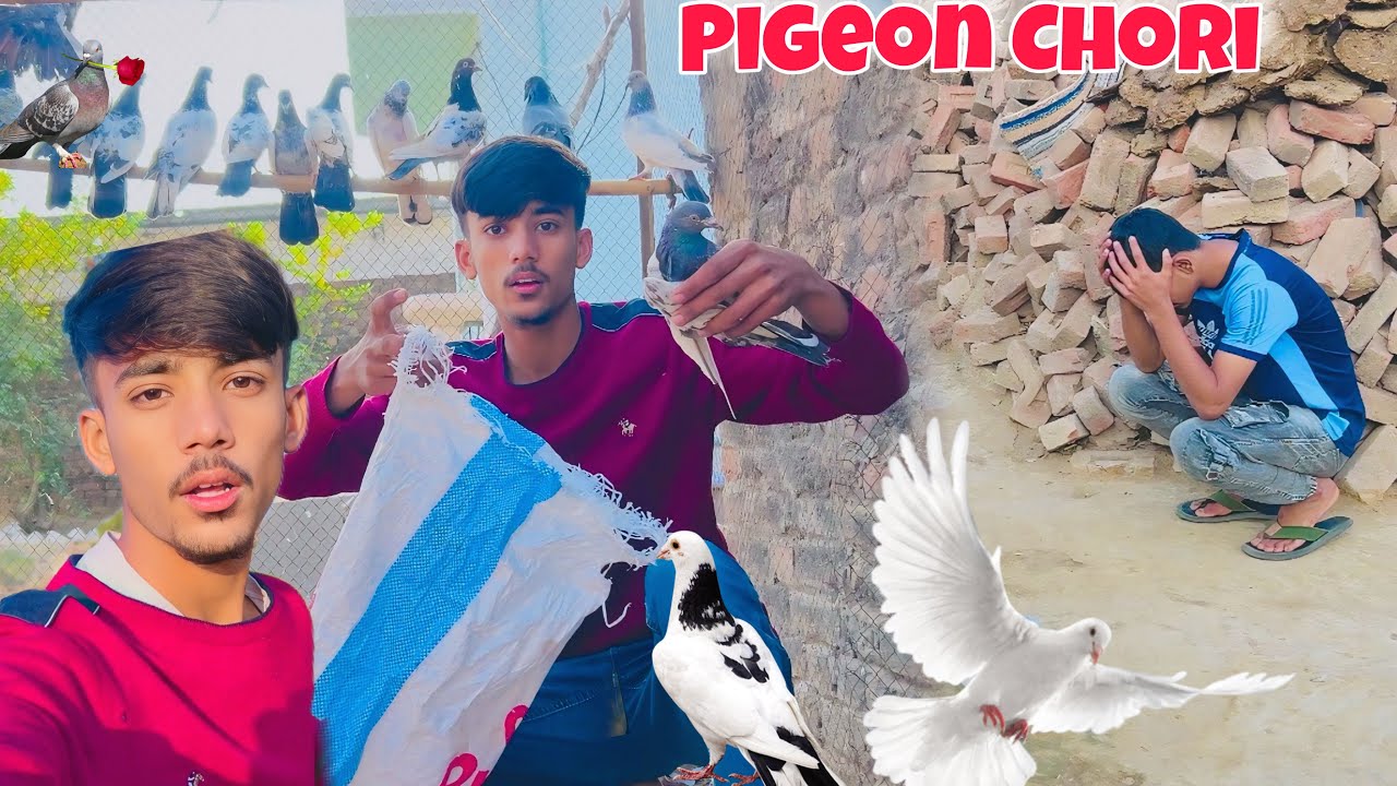 Friend Ka Sary Pigeon Chori 😒Ho Gy  /Emotional Ho Gaya /Abdullah jutt/