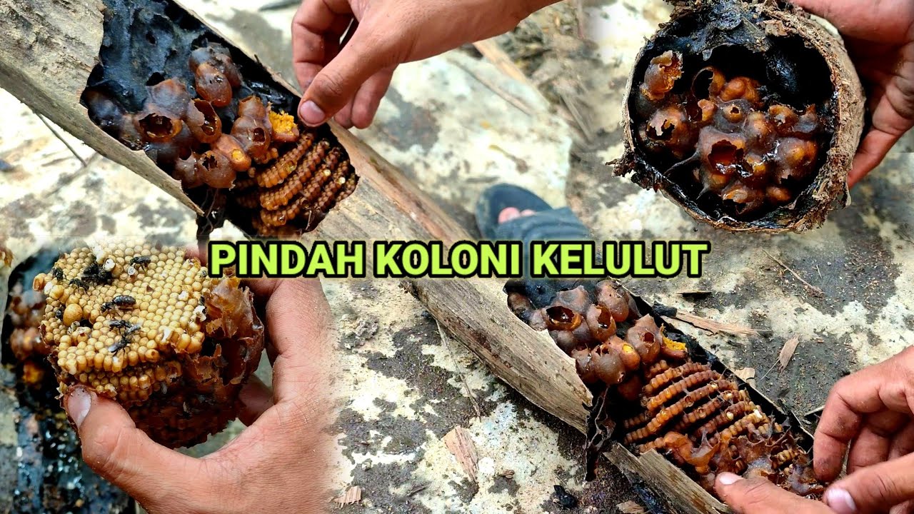 Pindah koloni kelulut dalam buluh reput ke Hive.