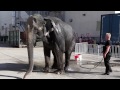 Elephant Wash