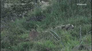 Wild dog hunting an Impala⚠️ لقطات قاسية: كلب بري يترصد ظبي امبالا