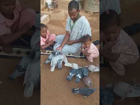 جمال الحمام في السودان