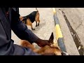 RESCUING A STRAY DOG MBWA KOKO SHORTS RESCUING A STRAY DOG MBWA KOKO SHORTS