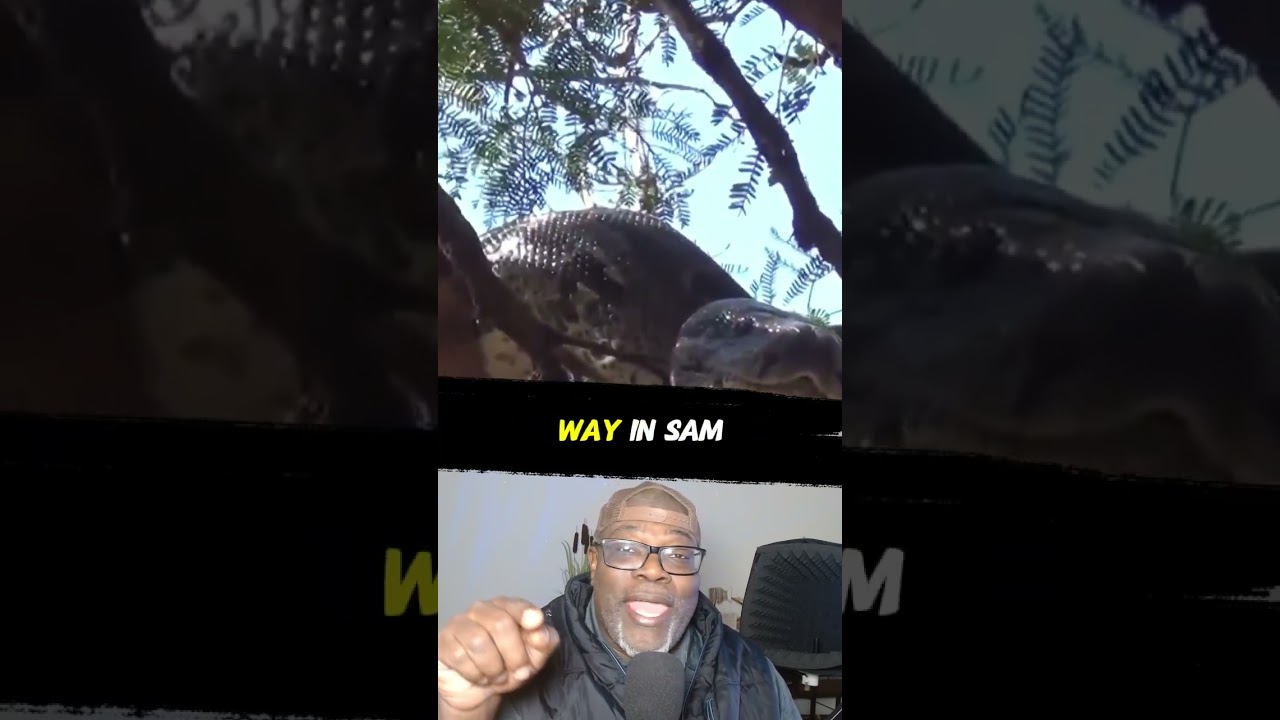 ЭТО НЕ ДОМАШНЕЕ ЖИВОТНОЕ, ЭТО ПИТОН