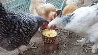 Will A Chicken Eat Pineapple? Details