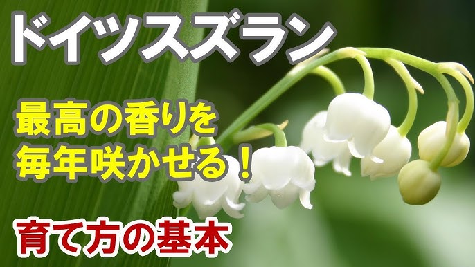 ドイツスズランの育て方 意外と簡単 植えっぱなしでも毎年咲いちゃう Youtube