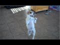 This Dog Can Dance! Jesse&#39;s Adorable Dog Trick