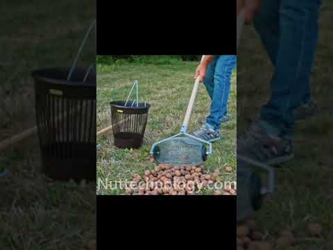 Video: Najboljši način za nabiranje orehov - Kako pobrati orehe s svojega drevesa